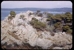 Pines on rocks at Point Lobos-Carmel Bay California