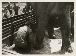 Man chaining elephant near Gera, Germany