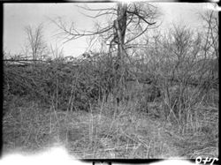 Hoh001.000.0740.tif