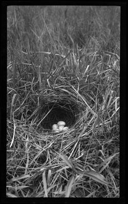 Bird's nest on commons, May 5 & 8, 1910, 3 p.m. (2 views)
