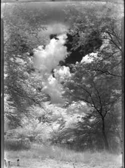 Clouds, through trees
