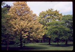 Maples Kew Gardens