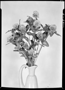 Clover blossoms in vase (orig. neg)