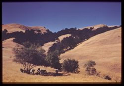 Cows in Shade California Hills in Sun Along Morro Bay - At Ascadero Road