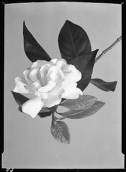 Gardenia (orig. negs)