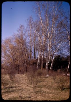 Silver poplars along Spring Road, Arboretum East