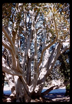 A big fig tree Santa Barbara