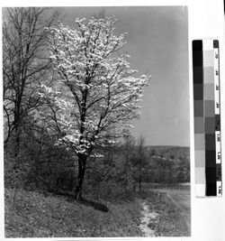 Dogwood tree in bloom near riding stables, State Park (see also 8x10 948 and 949)