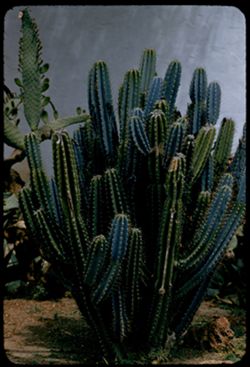 in Cactus garden of San Miguel Mission