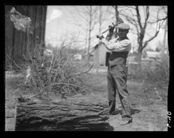 Walter Mathis, splitting locust trees