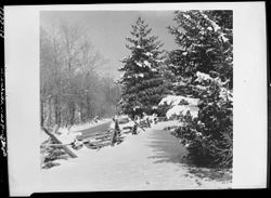 Winter scene at Lieber place, Jackson Branch, pines and rail fence