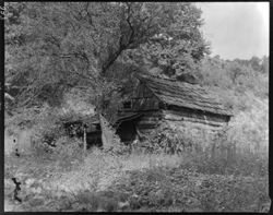 Old log barn surrounded by apple trees, near George White's son