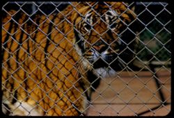 Felis Tigris Asia Fleishhacker Zoo