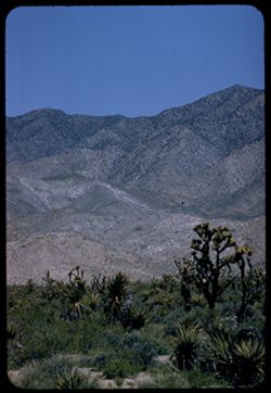 Yucca below Clark Mtn. Mojave desert. NE San Bernardino co.