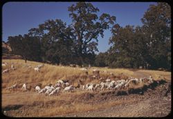 A goatherd and his flock. Atascadero Valley