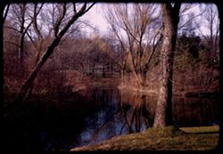 Lake Marmo Arboretum- West.