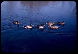 Ducks Jackson Park lagoon.