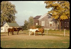 horses on farm along Illinois Hwy 19 east of Elgin, Ill.