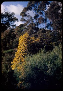 Green leaves and Acacia blossoms surmounted by Eucalyptus Balboa Park = San Diego