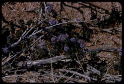 Tiny blue wild flowers of Mojave Desert - extreme NW corner of San Bernardino county