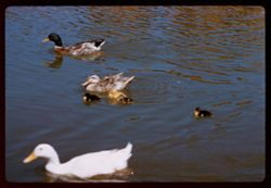 Ducks and ducklings