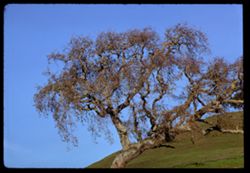 tree on a hill along San Antonio creek- Petaluma county