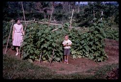 The Whitten garden