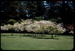 Small grove of oriental Cherry trees. Golden Gate Park.