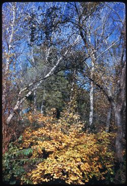 Maple and silver poplar along Du Page river Morton Arboretum