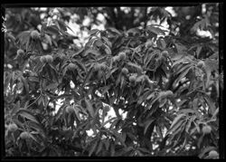 Chestnuts on tree, Englishton