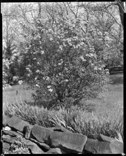Lilac bush at Snodgrass' (orig. neg.)