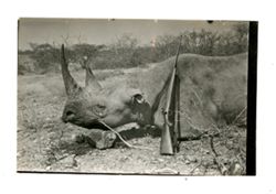 Rhinoceros carcass and gun