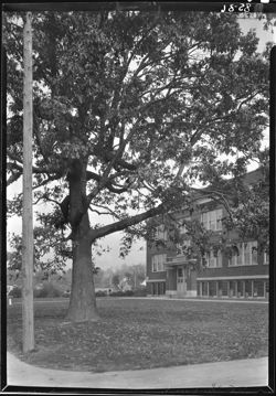 Large oak tree on Martinsville H.S. campus