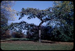 Table-top Elm= side of Thorn Hill  Ulmus glabra pendula