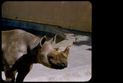 Midget Rhinoceros Fleishhacker Zoo