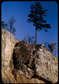 Southern pine and moon above rocky ledge of  Hwy 78 some 28 miles east of Birmingham, Ala.