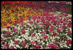 Tulip bed Vienna International Garden Show