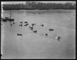 Ducks on Lake Eva