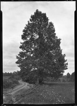Poplar tree near Pitzer's