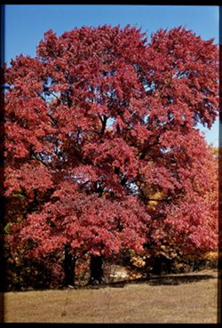 A tree of strange hue. Belmont Co., Ohio