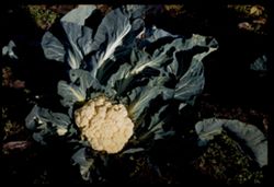 Cauliflower. Half-Moon Bay, Calif.