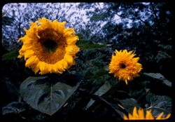 Giant Sunflowers Jackson Pk. Circle garden