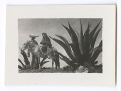 Item 0898. "Sebastian" (Martin Hernandez) with "Maria" (Isabel Villasenor) seated on a donkey, between two maguey plants. See also Items 210-215 above.