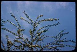 Cotoneaster Multiflora Arb. E.