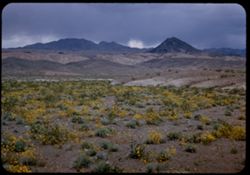 Desert flowers and mountains near Lake Mead - Nevada side -