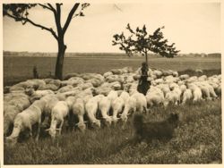 German farmboy with his sheep and dog