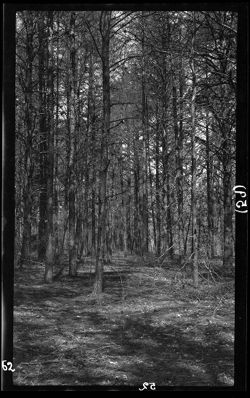 Pine trees, Linley Park, Greensboro, N.C., April 1906, 2 p.m.