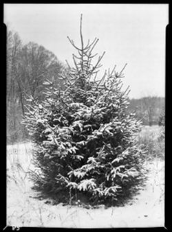 Pine tree at entrance to Lieber place, no sun