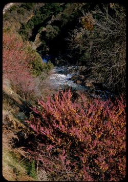 Red Bud above the swift Kaweah river. California.