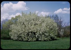 Large Ussuriant Pear= Arb. E. Pyrus Ussoriensis